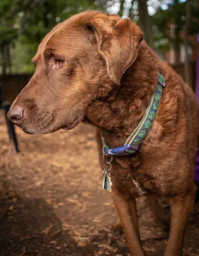 Autumn Trails Veterinary Center Picture 8