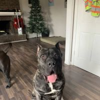 Moon Veterinary Hospital ico