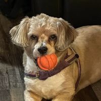 VCA Five Points Animal Hospital ico