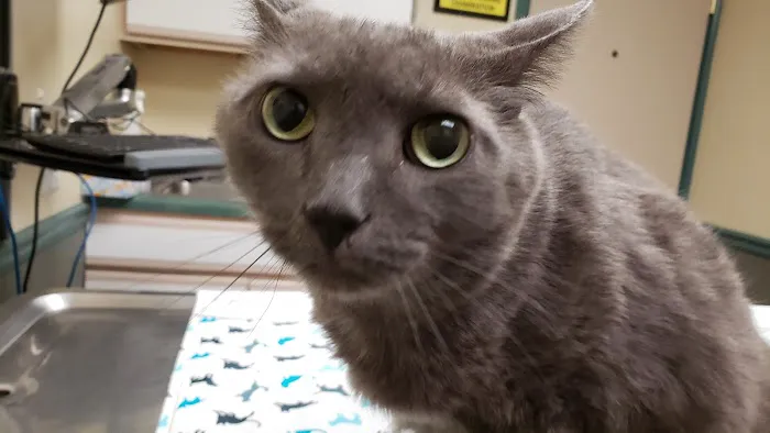 VCA Five Points Animal Hospital Picture 3