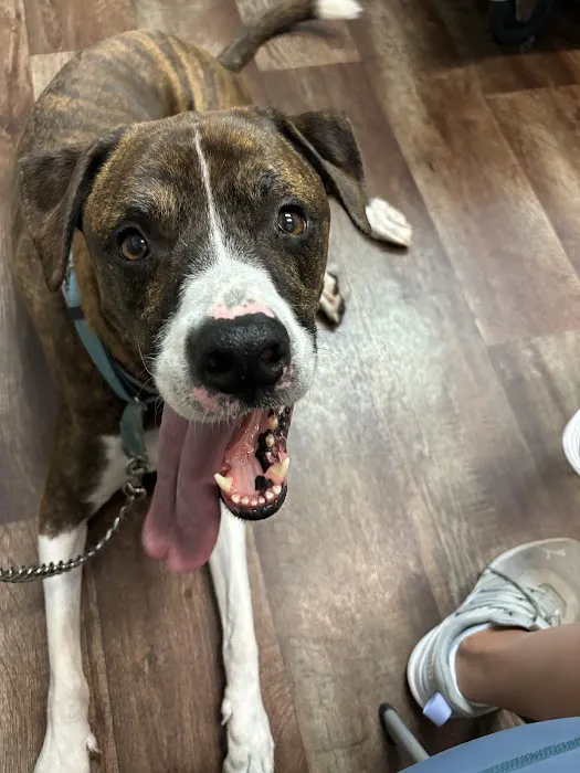 VCA Five Points Animal Hospital Picture 5