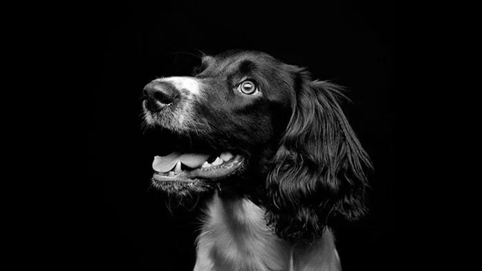 VCA Five Points Animal Hospital Picture 6