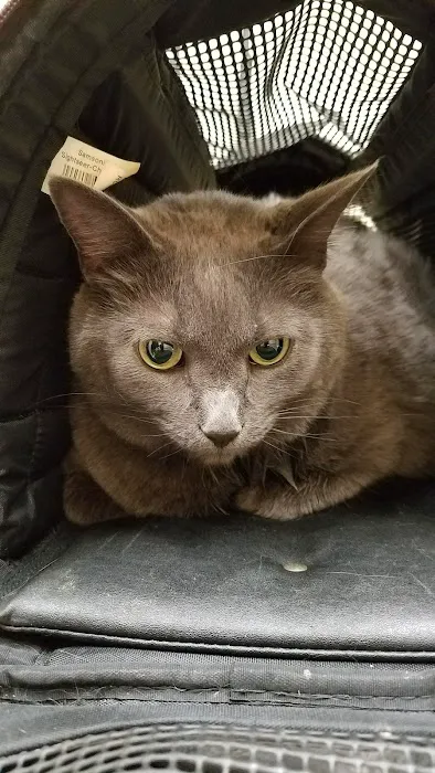 VCA Five Points Animal Hospital Picture 10