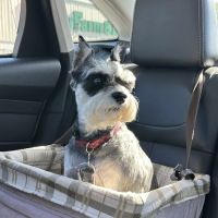 Village Green Veterinary Service Inc ico