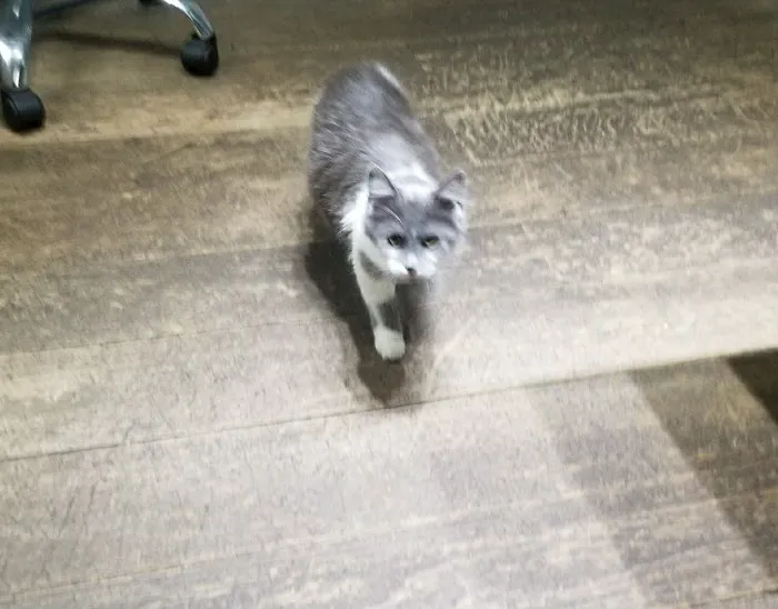 Village Green Veterinary Service Inc Picture 10