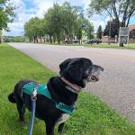 Animal Wellness and Healing Center