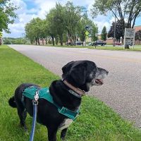 Animal Wellness and Healing Center ico