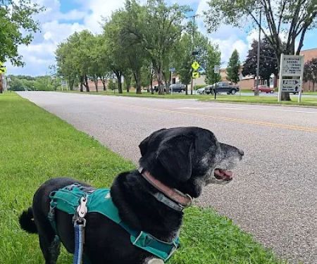 Animal Wellness and Healing Center