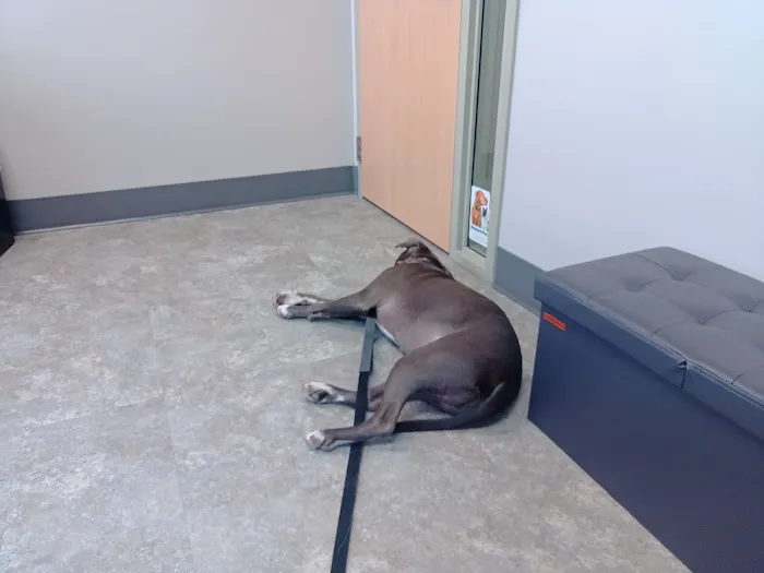 Animal Wellness and Healing Center Picture 6