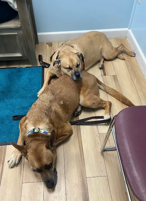 Animal Wellness and Healing Center Picture 5