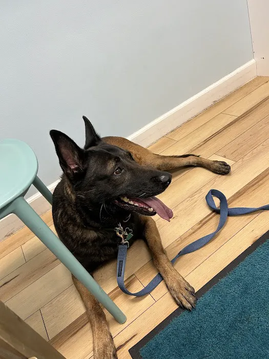 Animal Wellness and Healing Center Picture 8