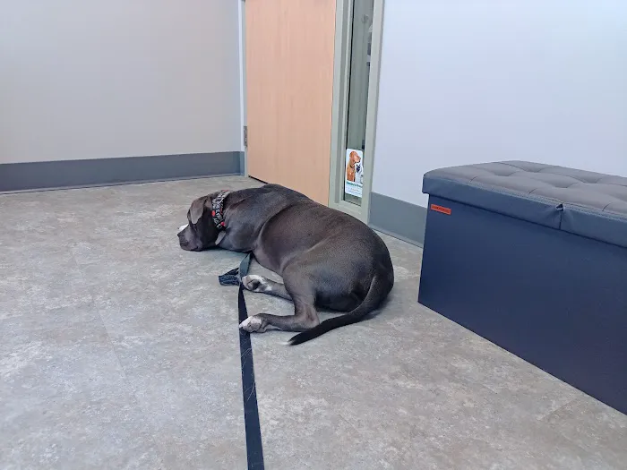 Animal Wellness and Healing Center Picture 4