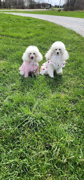 Whispering Pines Veterinary Services - Greenville Picture 1