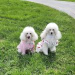 Whispering Pines Veterinary Services - Greenville