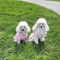 Whispering Pines Veterinary Services - Greenville ico