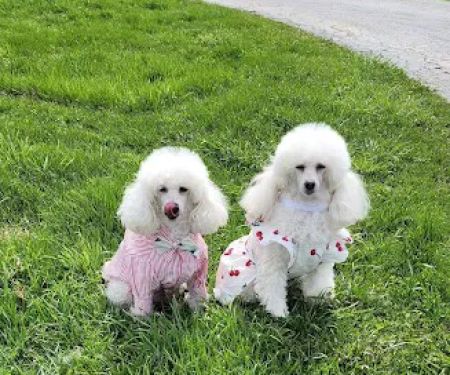 Whispering Pines Veterinary Services - Greenville
