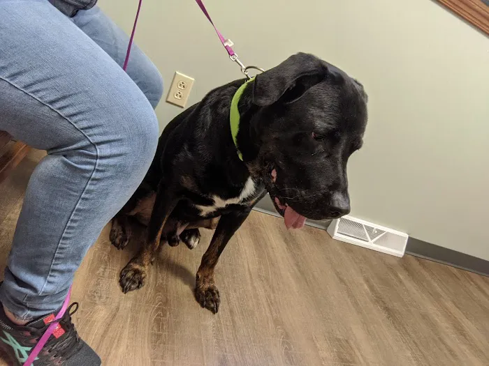 Whispering Pines Veterinary Services - Greenville Picture 4