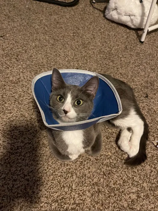Whispering Pines Veterinary Services - Greenville Picture 8