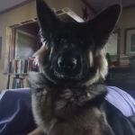 Liberty Veterinary Hospital- Parks Troy J DVM
