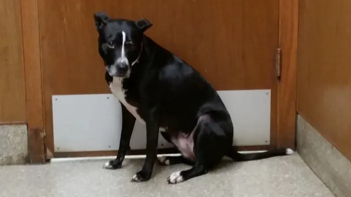 Belmont Veterinary Clinic Picture 1