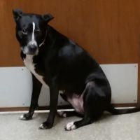 Belmont Veterinary Clinic ico