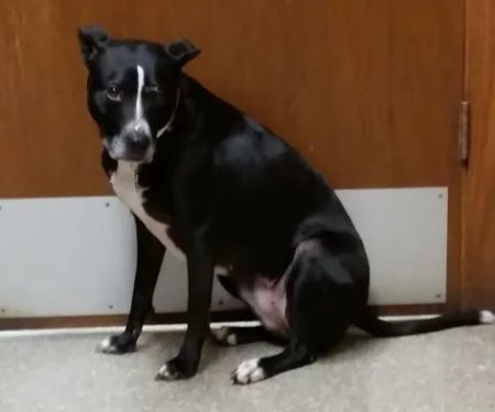 Belmont Veterinary Clinic