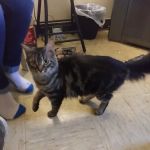 Steel Valley Spay Neuter Clinic