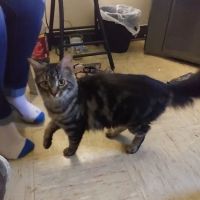 Steel Valley Spay Neuter Clinic ico