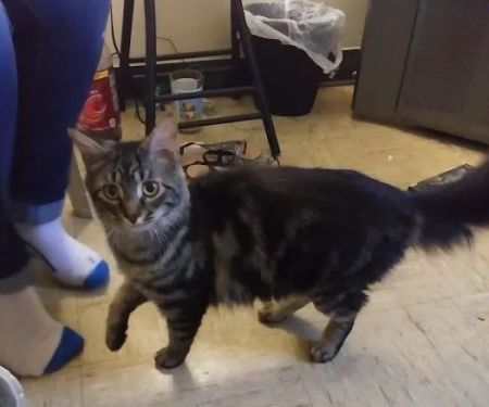 Steel Valley Spay Neuter Clinic