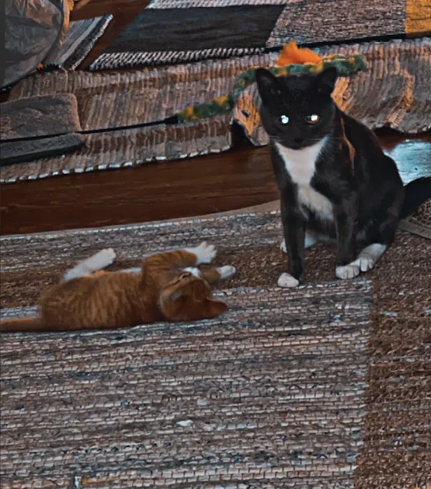 Steel Valley Spay Neuter Clinic Picture 3