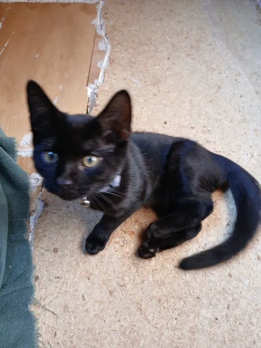 Steel Valley Spay Neuter Clinic Picture 4