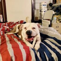 Banfield Pet Hospital ico