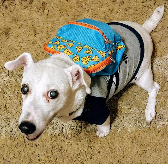 Banfield Pet Hospital Picture 6