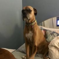 Kolehmainen Veterinary Clinic ico