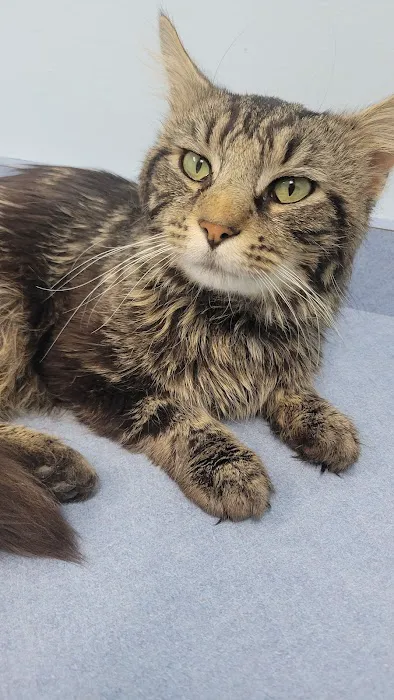 Center Animal Clinic PLLC Picture 1