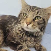 Center Animal Clinic PLLC ico