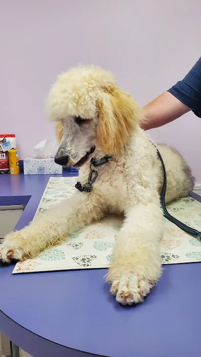 Center Animal Clinic PLLC Picture 9