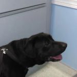Brodhead Animal Hospital