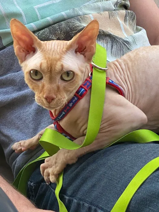 Skin-Cats Cattery LLC. Picture 5