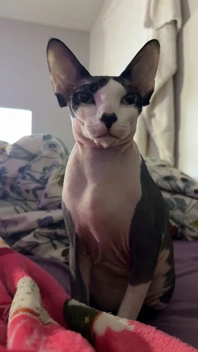 Skin-Cats Cattery LLC. Picture 2