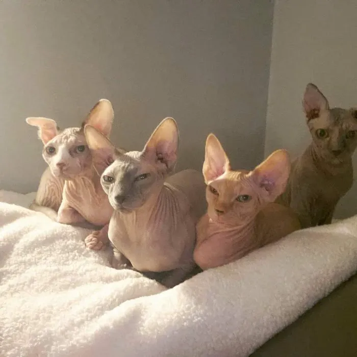 Skin-Cats Cattery LLC. Picture 3