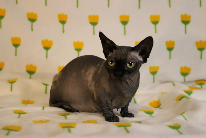 Skin-Cats Cattery LLC. Picture 4