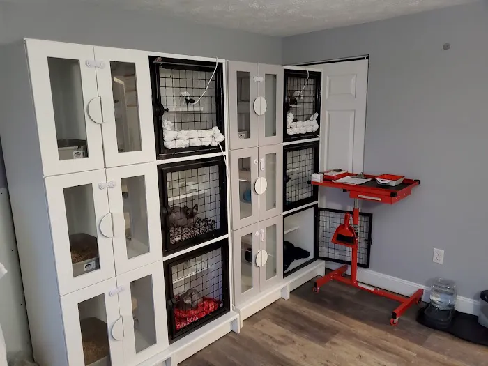 Skin-Cats Cattery LLC. Picture 6