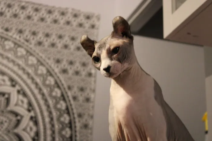 Skin-Cats Cattery LLC. Picture 10