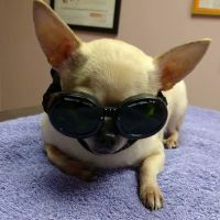 Conneaut Lake Veterinary Hospital ico