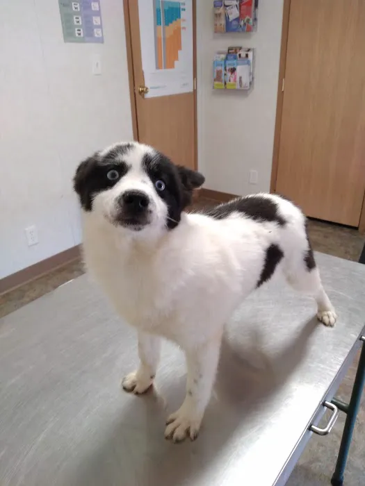 Woodcock Animal Clinic Picture 1