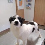 Woodcock Animal Clinic