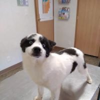 Woodcock Animal Clinic ico