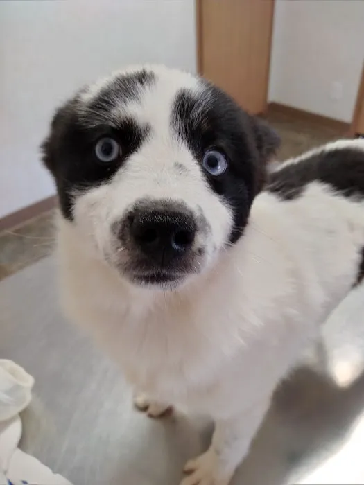 Woodcock Animal Clinic Picture 10