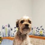 Greenville Veterinary Clinic